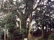 善勝寺の楠の写真1