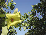 ハマボウ群落の写真1