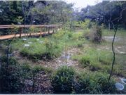 壱町田湿地植物群落の写真1