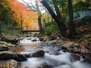 くらがりの紅葉の写真1