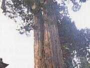 須佐之男神社の綾杉の写真1
