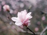 伊川津のシデコブシの写真1