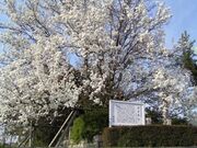 府南寺のアイナシの写真2