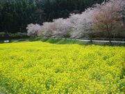 榊原温泉の桜の写真1