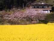 榊原温泉の桜の写真2