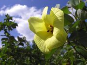 ハマボウの群落の写真1