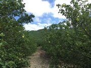 ハマボウの群落の写真2