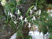 フウラン群生地の写真1