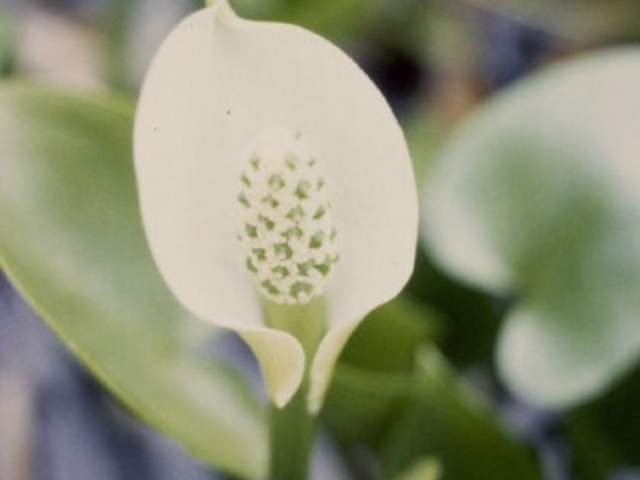 ヒメカユウの写真1