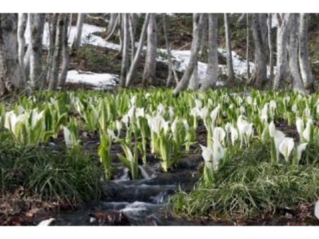水芭蕉としらかばの杜の写真2