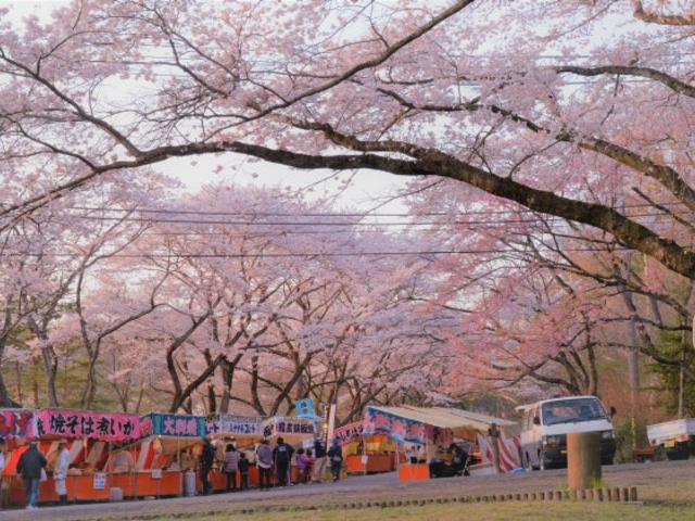 根本山の桜