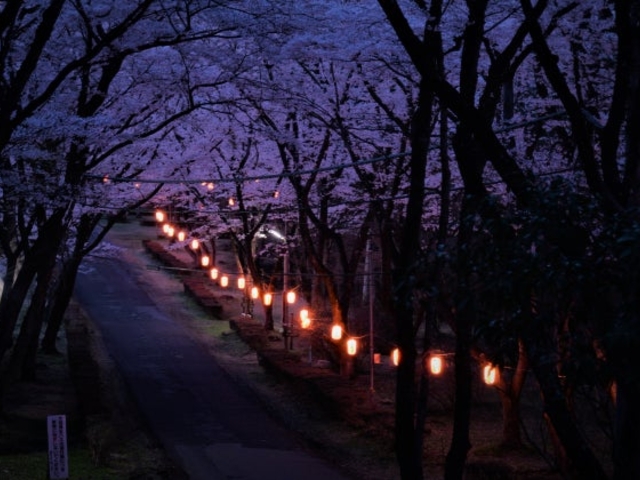 根本山の桜