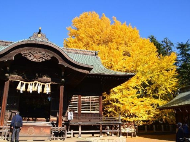 葛飾八幡宮千本公孫樹_国指定天然記念物千本公孫樹