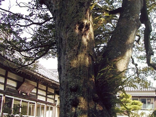 イスノ木・クロガネモチ合着樹の写真1