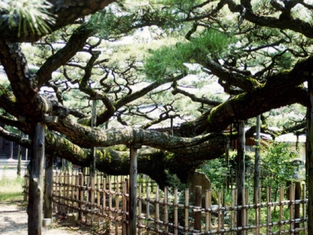 永安寺の雲竜の松_永安寺の雲竜の松