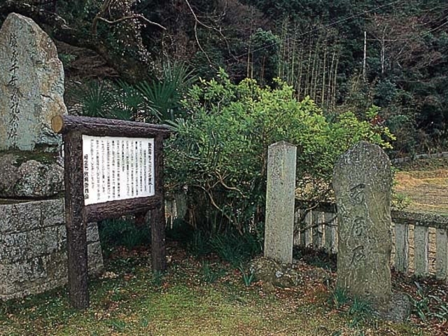 磐座神社のコヤスノキ叢林の写真1