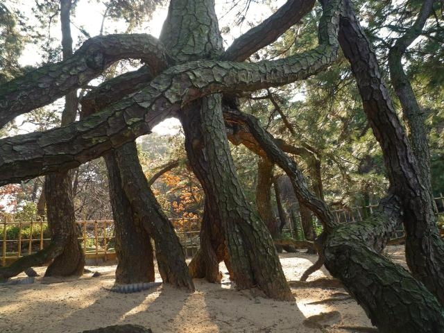 根あがり松
