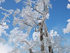 石鎚山の霧氷の写真1