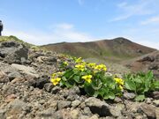 岩手山高山植物帯の写真1