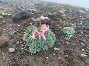 岩手山高山植物帯の写真2