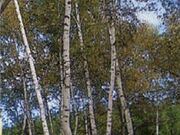 水芭蕉としらかばの杜の写真1