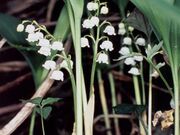 笠間市のすずらん群生地の写真1