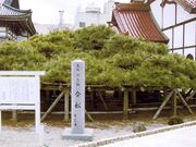 専念寺の傘松の写真1