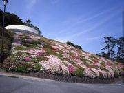 MOA美術館のツツジの写真1