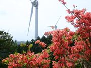 青山高原のつつじの写真1