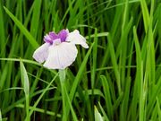花しょうぶ(観音堂)の写真1