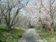 日笠山の桜の写真1