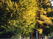 お葉付イチョウの写真1