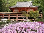 安楽寺のさつきの写真1