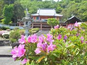 安楽寺のさつきの写真2