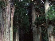 熊野神社の老杉群の写真1