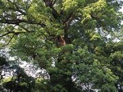 一宮神社のクスノキ群の写真1