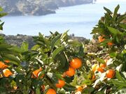 ミカン畑の写真1