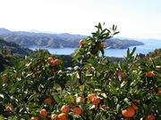 ミカン畑の写真2