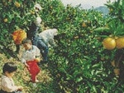 ミカン畑の写真3