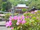 安楽寺のさつきの写真4