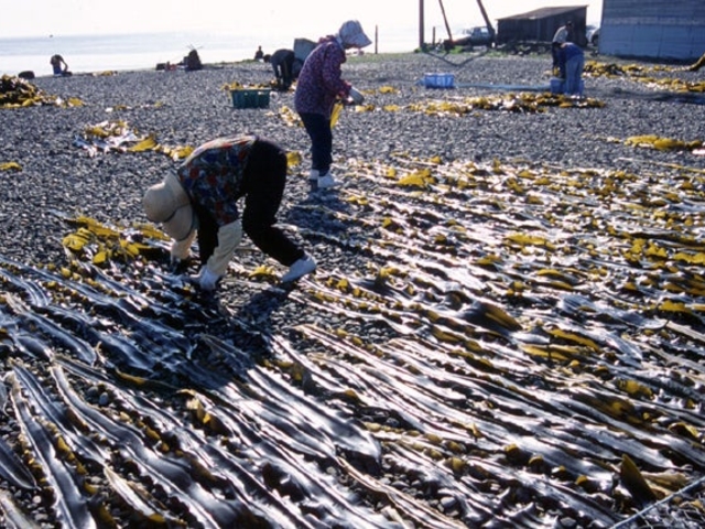 昆布干しの写真1