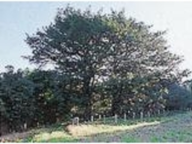祇劫寺のマルミガヤ