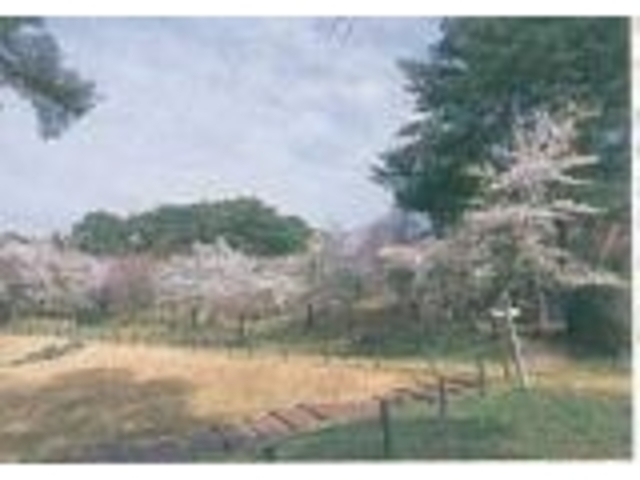 大嶽山の桜の写真1