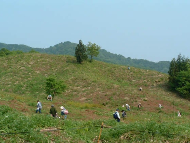 遅谷わらび園_遅谷わらび園