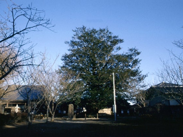 不動院のカヤの写真1