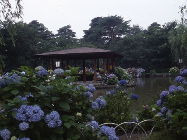 烏が森公園のあじさいの写真1