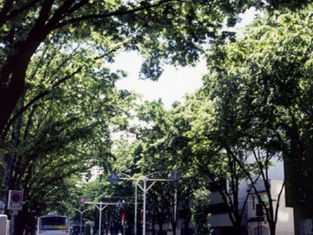 前橋駅前ケヤキ並木