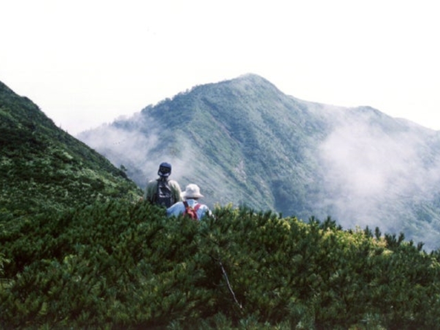 白砂山のハイマツの写真1