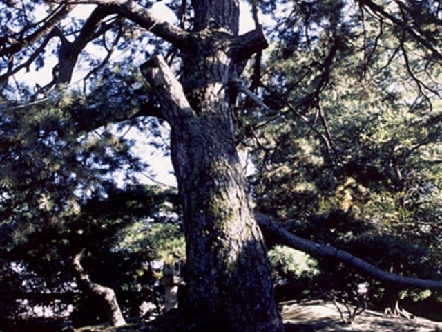 安藤家の避雷針の松の写真1