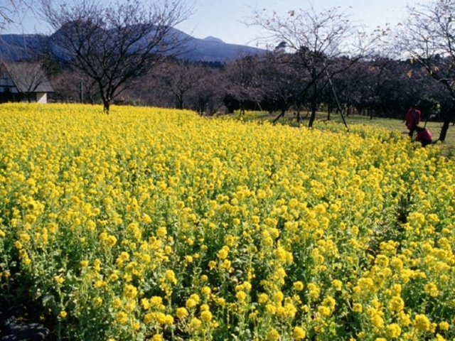 さくらの里の菜の花